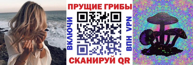 купить   Мураши  Псилоцибиновые грибы Psilocybine cubensis 
